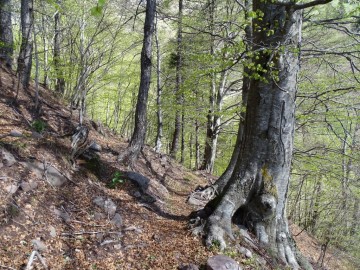 2021-05-19-Remedio-Sarle-20
