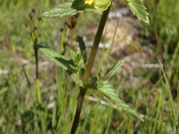 2022-06-08-Oga-Rhinanthus-minor-2