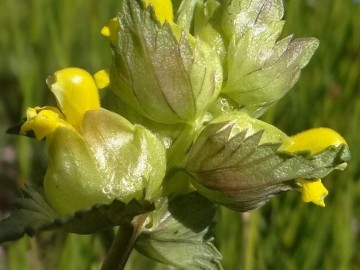 2022-06-08-Oga-Rhinanthus-minor-5