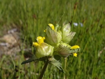2022-06-08-Oga-Rhinanthus-minor-6