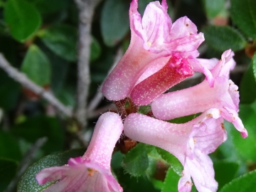 2015-07-09 cimone della bagozza fiori 010 - Copia