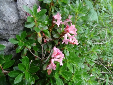 2015-07-09 cimone della bagozza fiori 012