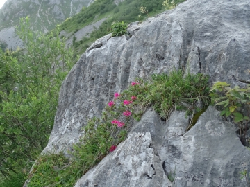 2015-07-09 cimone della bagozza fiori 016