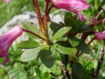 2015-07-09 cimone della bagozza fiori 072 - Copia