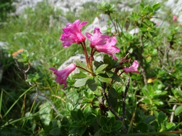 2015-07-09 cimone della bagozza fiori 072