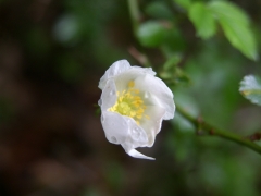 Rosa arvensis