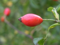 Rosa canina