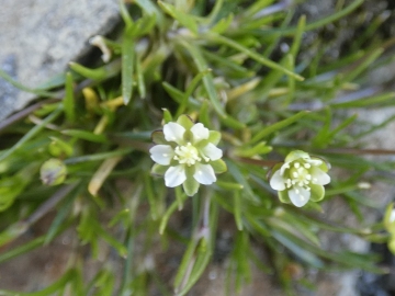 2020-08-08-Corno-Bianco-di-Pennes-40