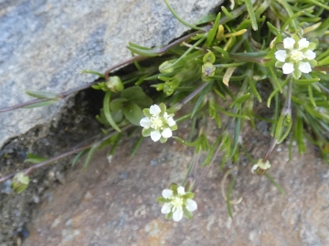 2020-08-08-Corno-Bianco-di-Pennes-41