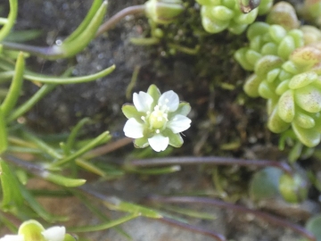 2020-08-08-Corno-Bianco-di-Pennes-44