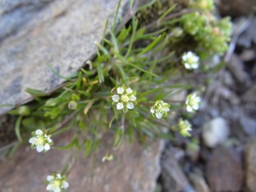 2020-08-08-Corno-Bianco-di-Pennes-70