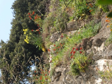 2014-04-02  salita alla Pieve Tremosine 097