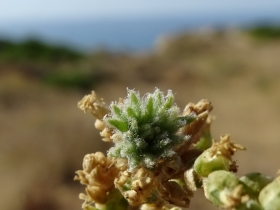 2016-08-23 fiori Albufeira 001 - Copia