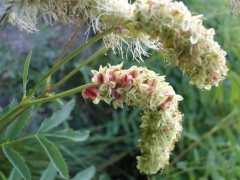 Sanguisorba dodecandra