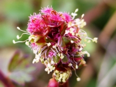 Sanguisorba minor