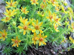 Saxifraga aizoides