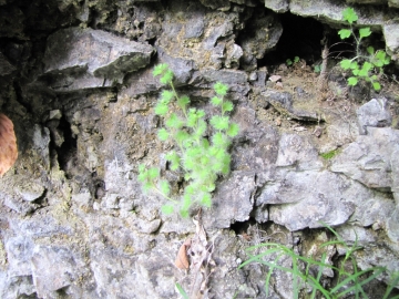 2009-05-17 cime Tombea 205