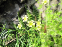 Saxifraga arachnoidea