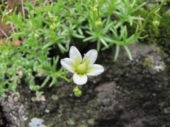 Saxifraga aspera