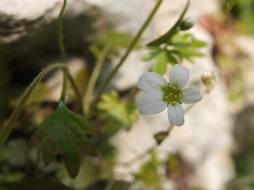 2014-03-15 Saxifraga berica Lumignano (11)