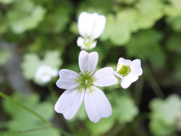 2014-03-15 Saxifraga berica Lumignano (12)