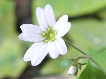 2014-03-15 Saxifraga berica Lumignano (4)