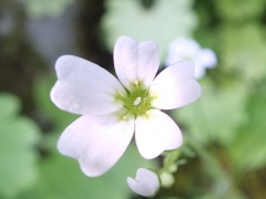 Saxifraga berica