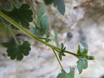 2014-03-15 Saxifraga berica Lumignano (7)