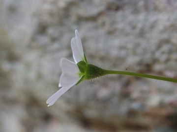 2014-03-15 Saxifraga berica Lumignano (9)