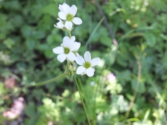 Saxifraga bulbifera