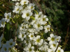 Saxifraga caesia