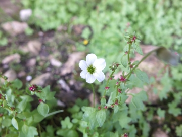 2014-07-19 passo Sella fiori (121)