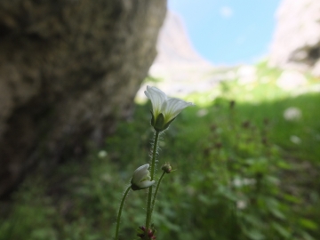 2014-07-19 passo Sella fiori (124)