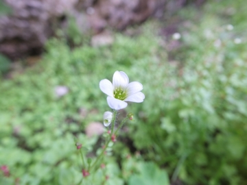 2014-07-19 passo Sella fiori (125)