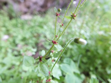 2014-07-19 passo Sella fiori (126)