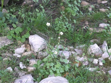 2014-07-19 passo Sella fiori (139)