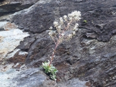 Saxifraga cotyledon