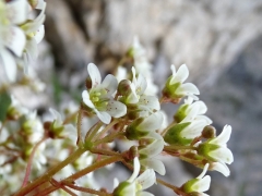 Saxifraga crustata