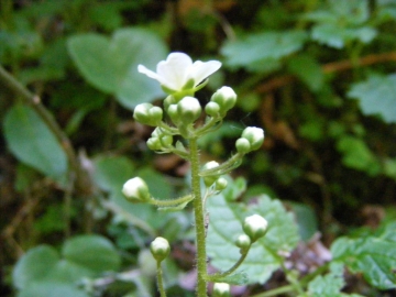 2009-06-02 ValCamonica 015