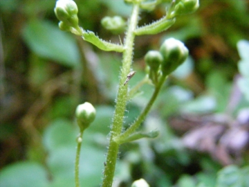 2009-06-02 ValCamonica 016