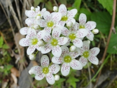 Saxifraga hostii