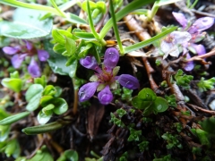 Saxifraga macropetala