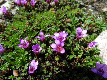 2015-07-04_05 rifugio Corti 064