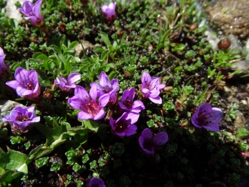 2015-07-04_05 rifugio Corti 065