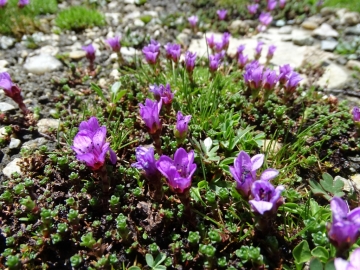 2015-07-04_05 rifugio Corti 066