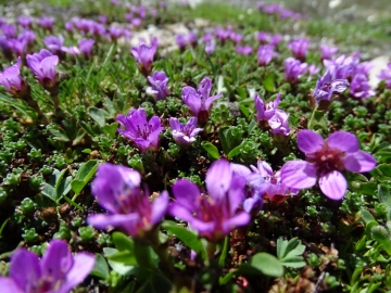 2015-07-04_05 rifugio Corti 067