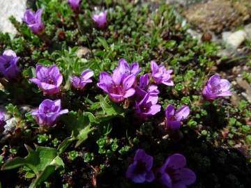 2015-07-04_05 rifugio Corti 068