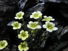 Saxifraga muscoides