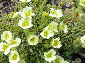 2019-07-22 Saxifraga muscoides (14)