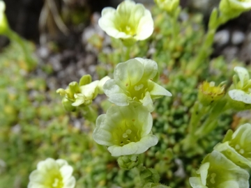 2019-07-22 Saxifraga muscoides (16)